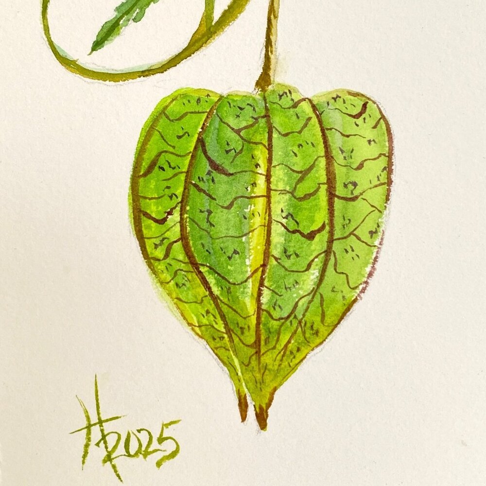 Ground Cherry Pod Original Watercolor Painting 8x10in Matted Frame Ready
